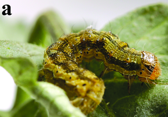 Совка хлопковая