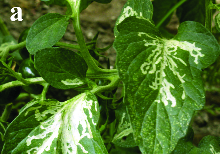 Минёр паслёновый