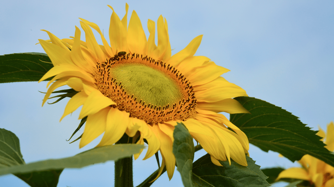 Подсолнечник. Агроцентр Самара 2024