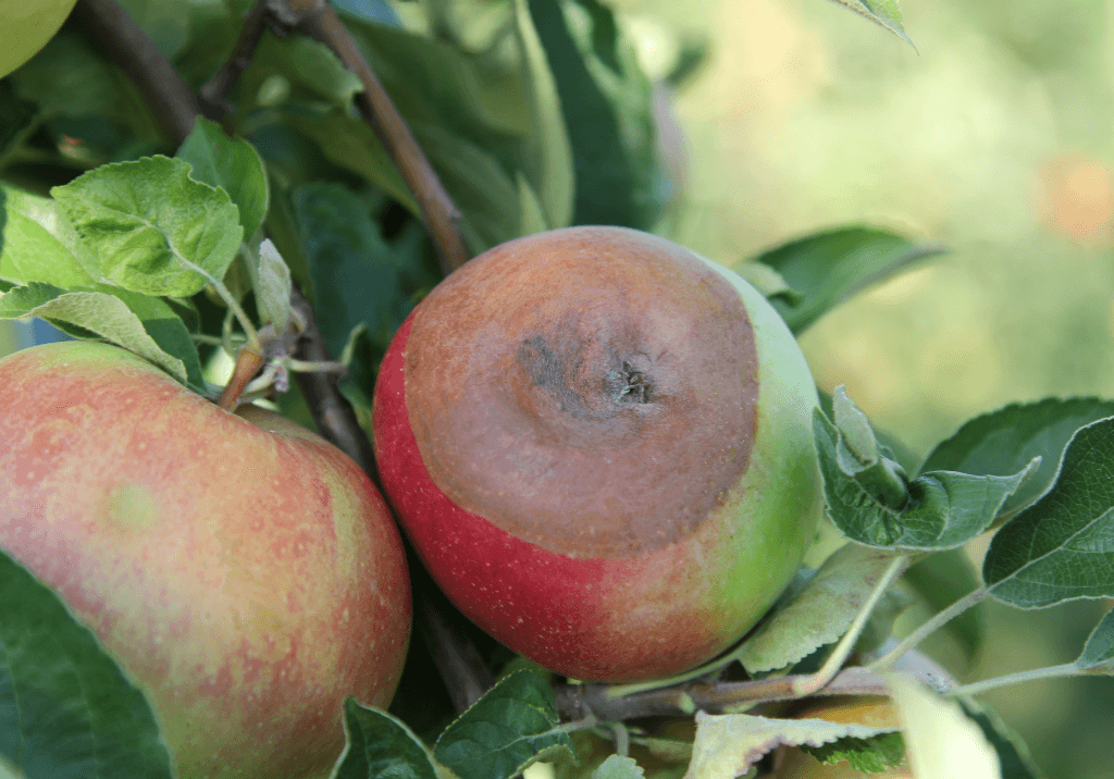Черный рак яблони