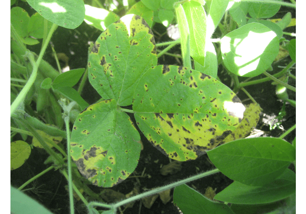 Септориоз (ржавая пятнистость)