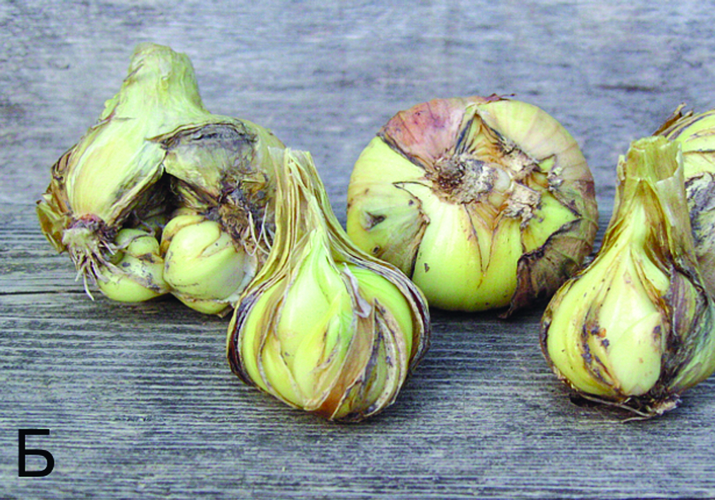 Дитиленхоз лука и чеснока