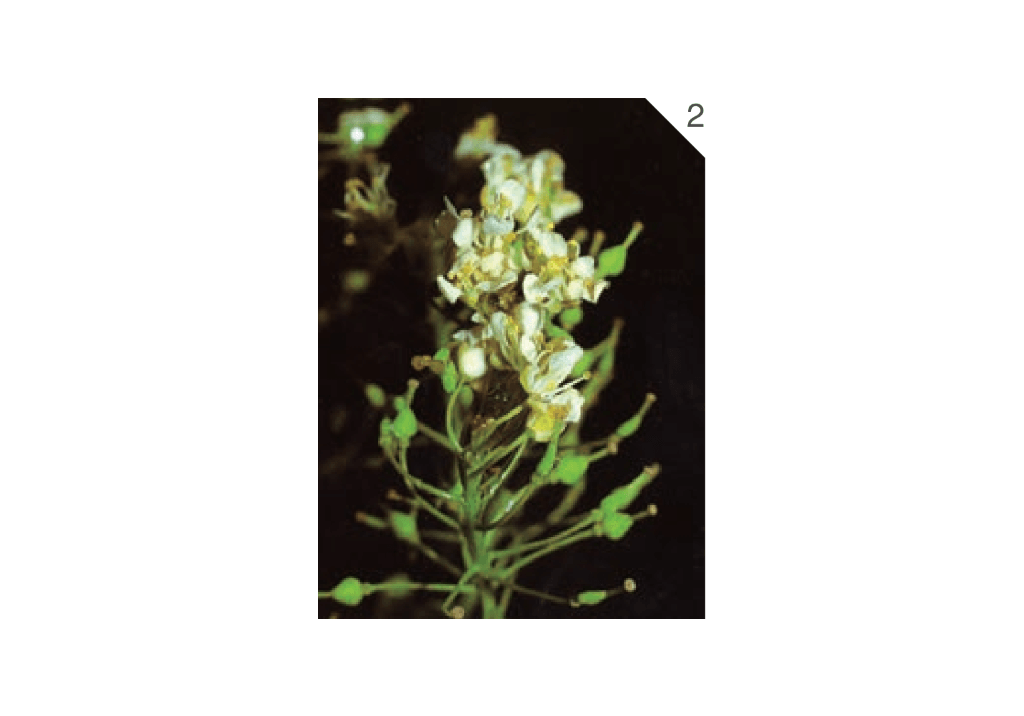 Сердечница крупковидная / Клоповник крупковидный