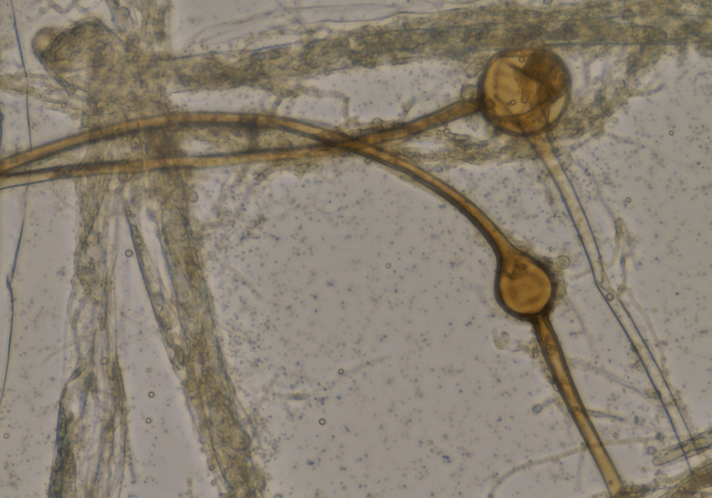 Питиозная корневая гниль кукурузы