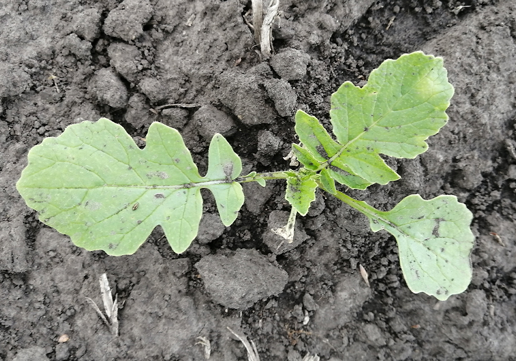 Редька дикая