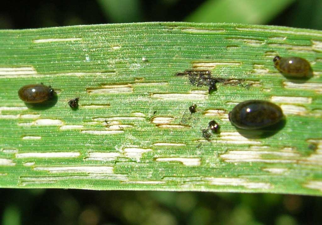 Пьявица обыкновенная