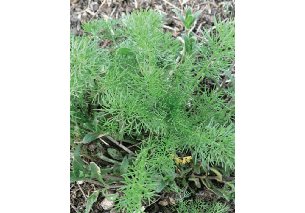 Пупавка вонючая / Собачья ромашка