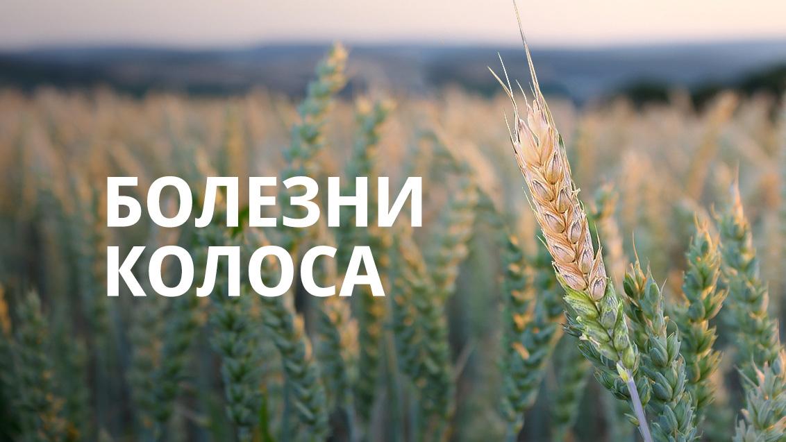 Фузариоз колоса — серьезная угроза пшенице и ячменю