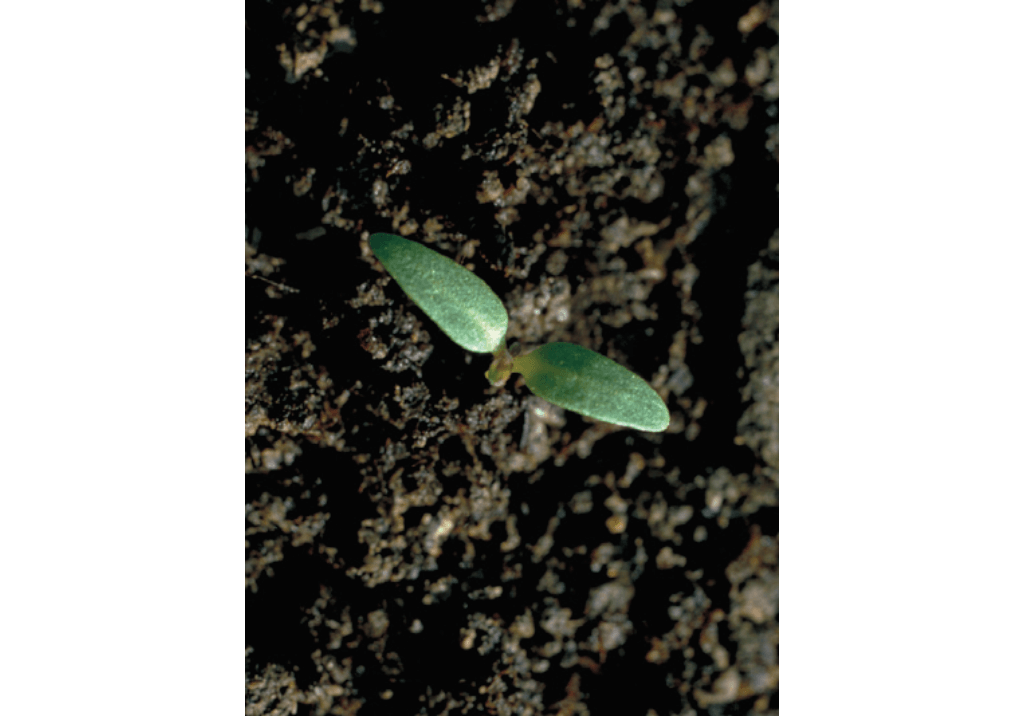 Белена черная