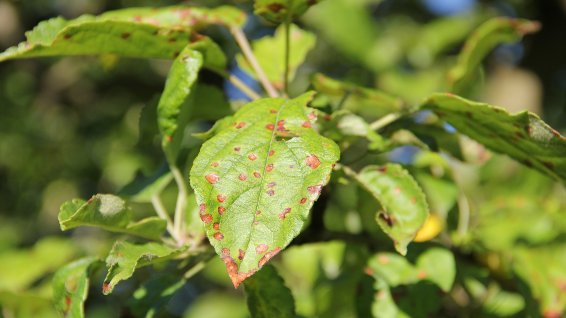 Филлостиктоз (бурая пятнистость листьев яблони)