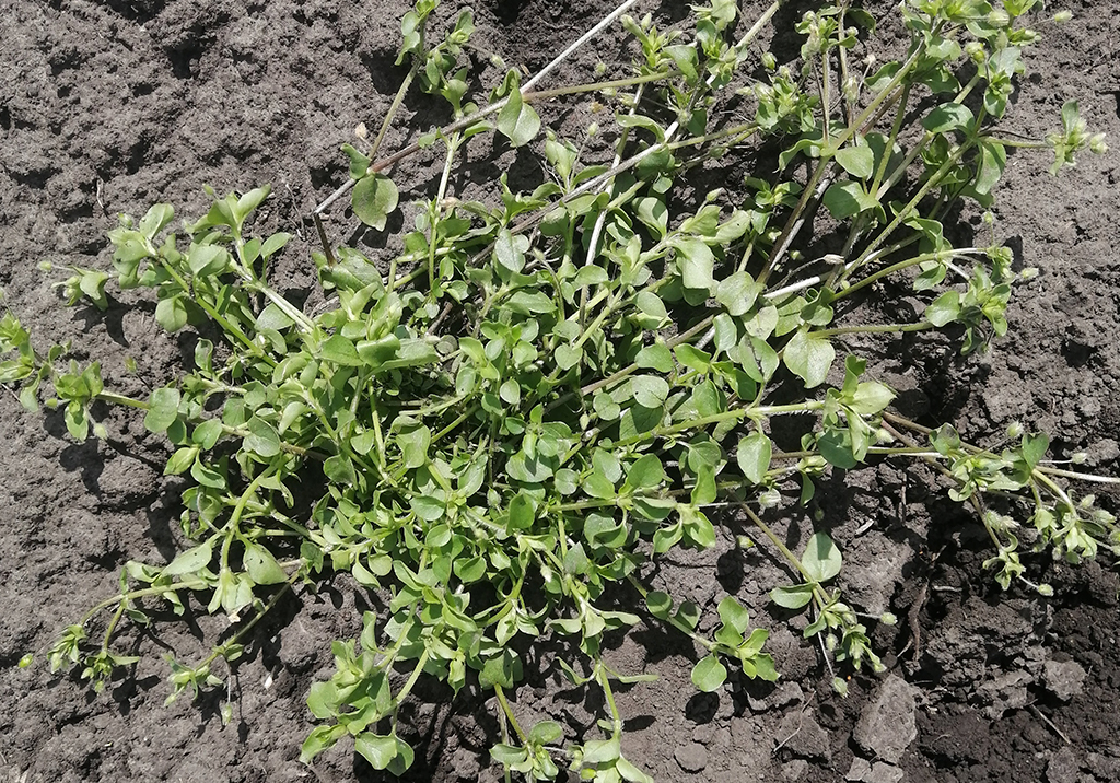 Звездчатка средняя