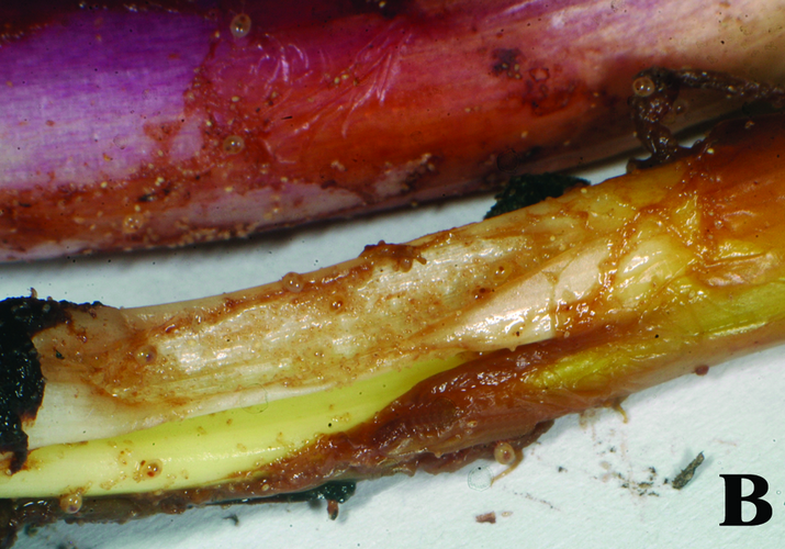 Клещ корневой луковый