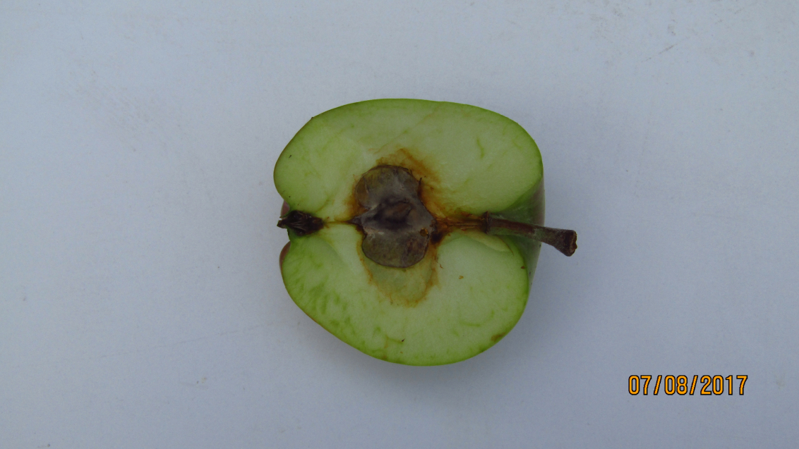 Альтернариоз яблони