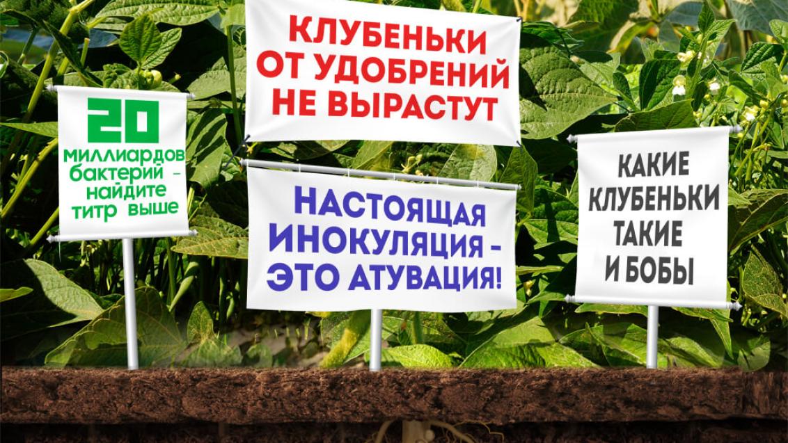 Новый инокулянт для сои в России
