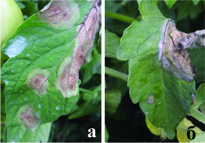Фитофтороз паслёновых
