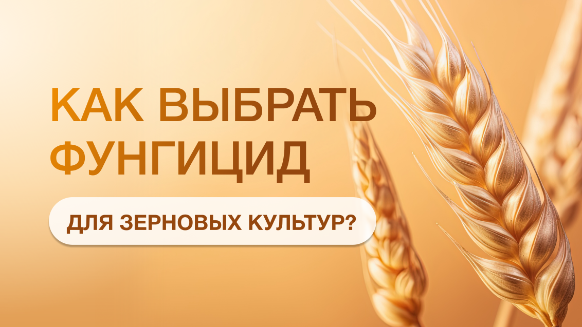 Алгоритмы применения фунгицидов, фото