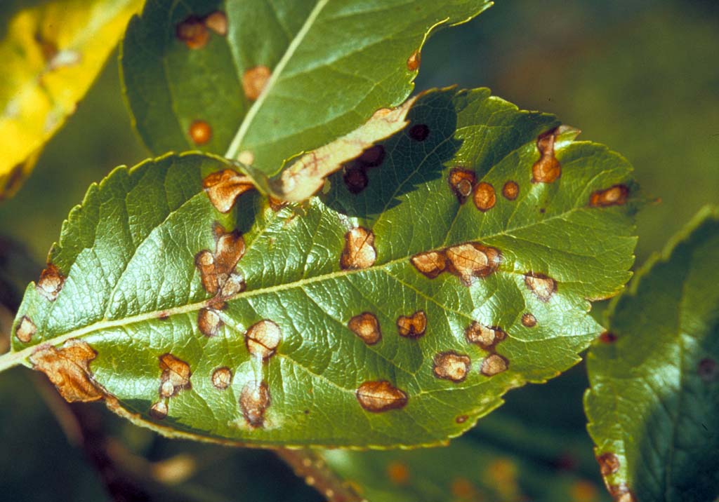 Альтернариоз яблони