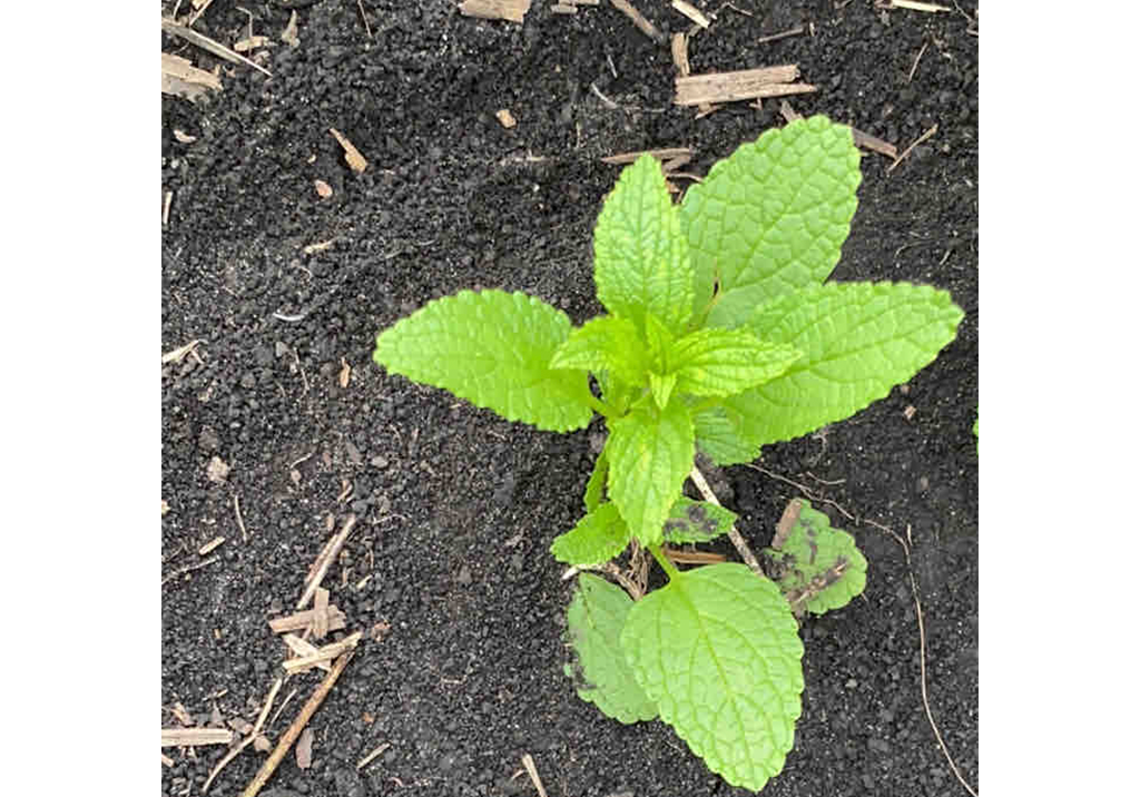 Яснотка пурпурная