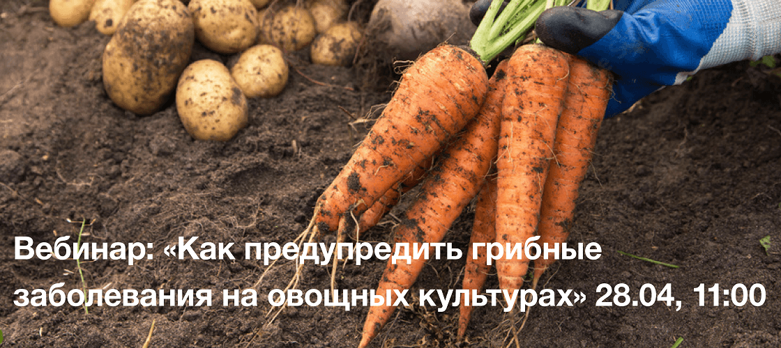 Как предупредить грибные заболевания на овощных культурах