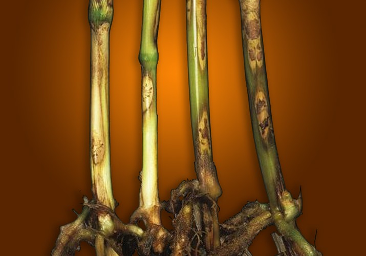 Ризоктониозная корневая и прикорневая гнили