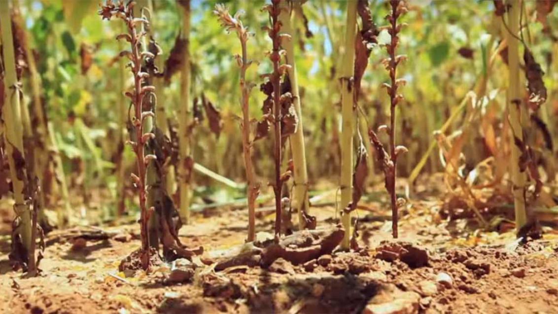 7 элементов борьбы с заразихой подсолнечника