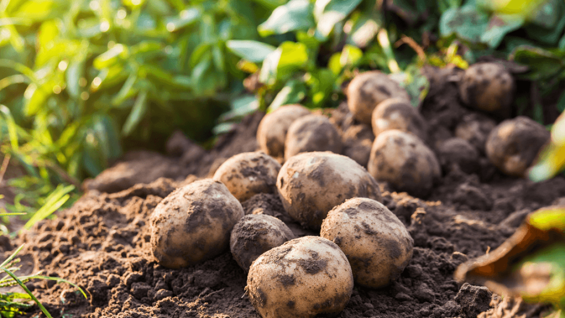 Как защитить картофель от посадки до уборки?