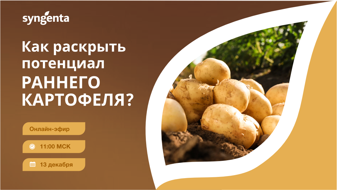 «Как раскрыть потенциал раннего картофеля?»