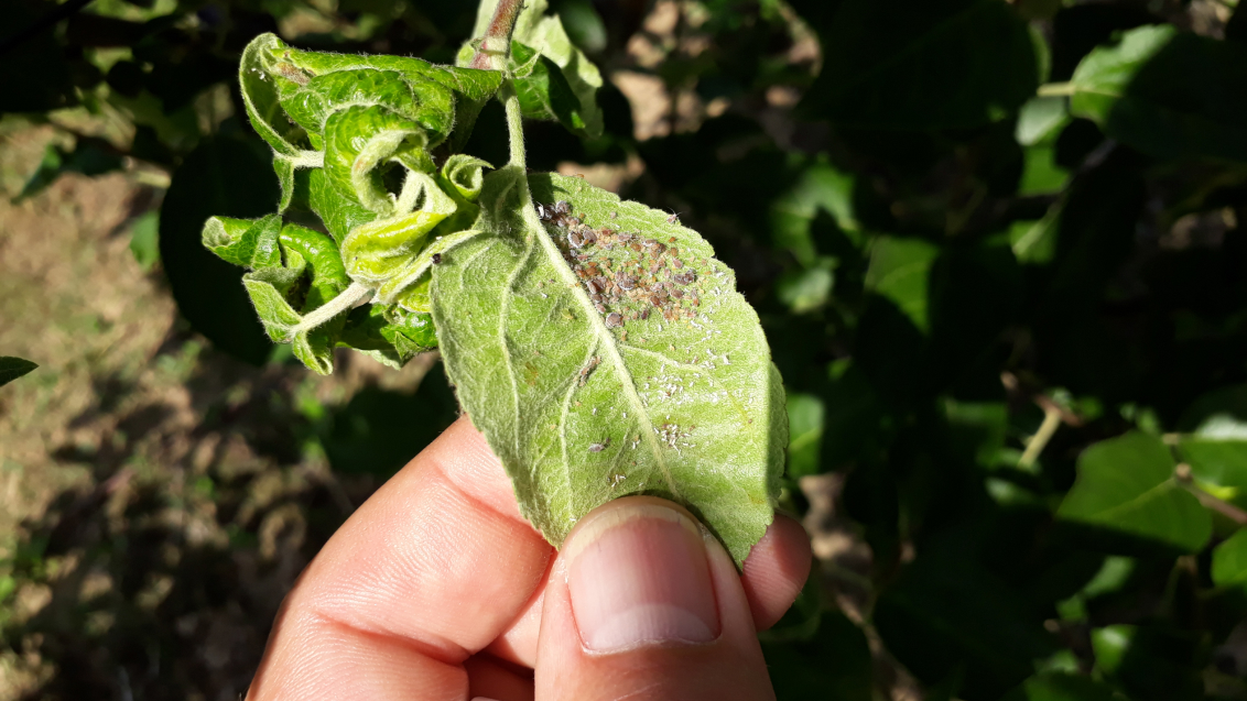 Тля серая яблонная