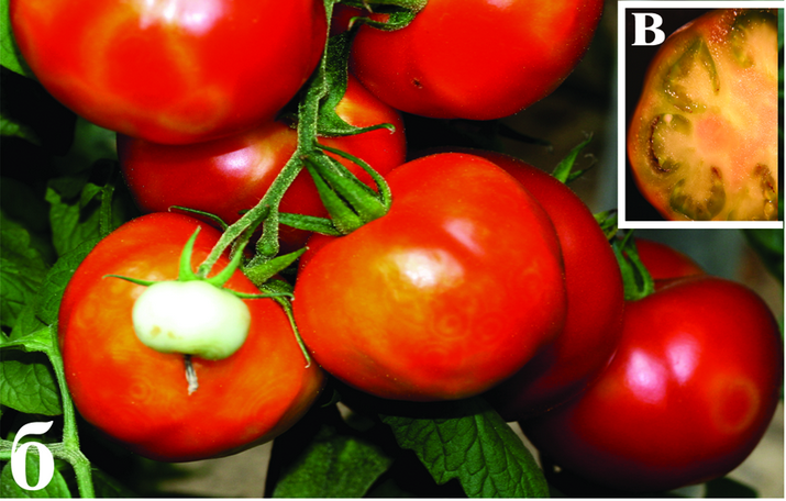 Бронзовость, или пятнистое увядание томата