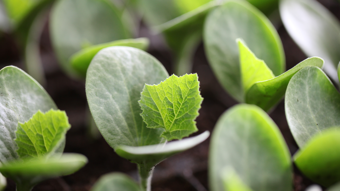 Прививка арбузов: технология будущего в современном овощеводстве