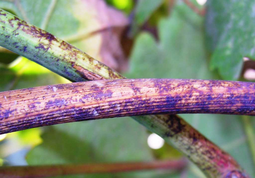 Мучнистая роса винограда (оидиум)