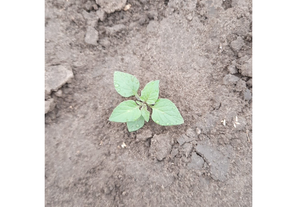 Паслен черный