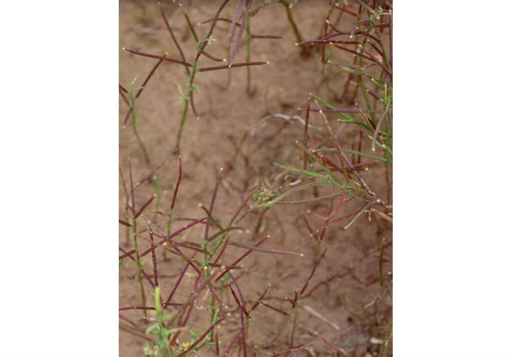 Желтушник выемчато-зубчатый