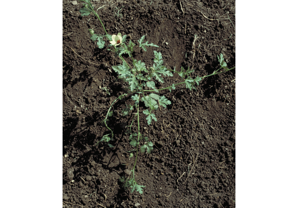 Гибискус тройчатый