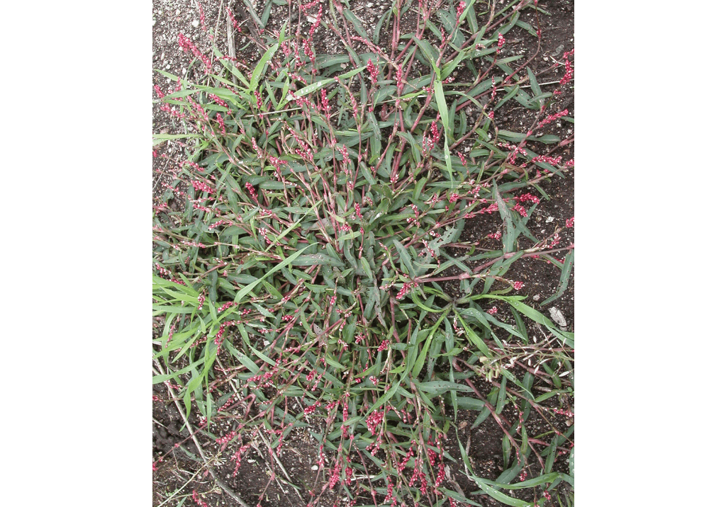 Горец почечуйный