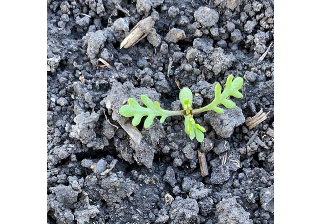 Трехреберник непахучий