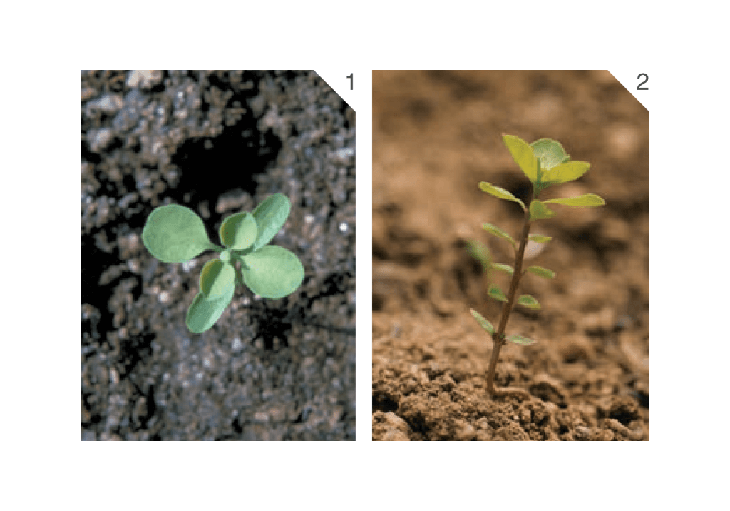 Молочай-солнцегляд