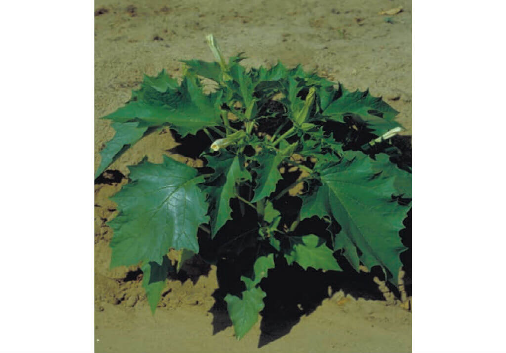 Дурман обыкновенный