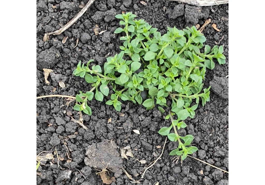 Звездчатка средняя