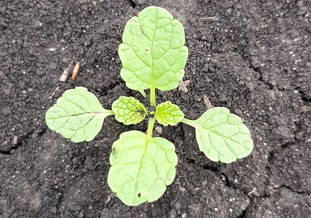 Яснотка пурпурная