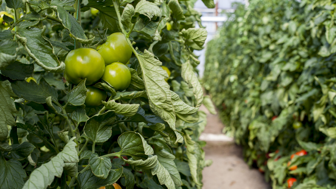 Вредители на томате и капусте: чем контролировать?