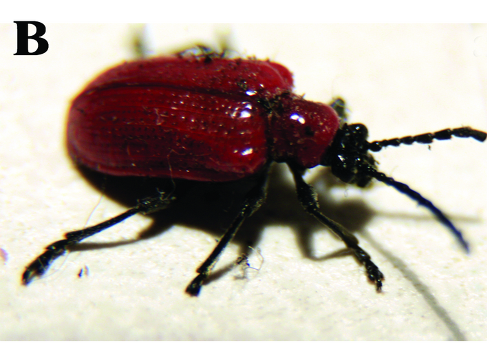 Трещалка луковая