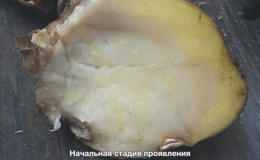 Раневая водянистая гниль