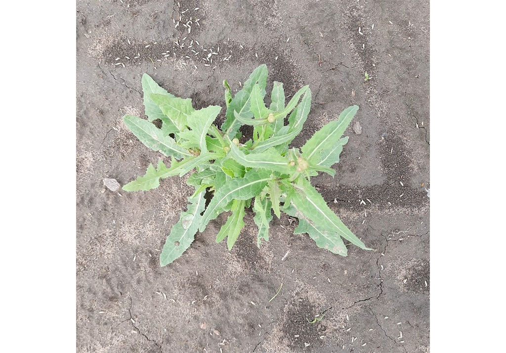 Осот полевой