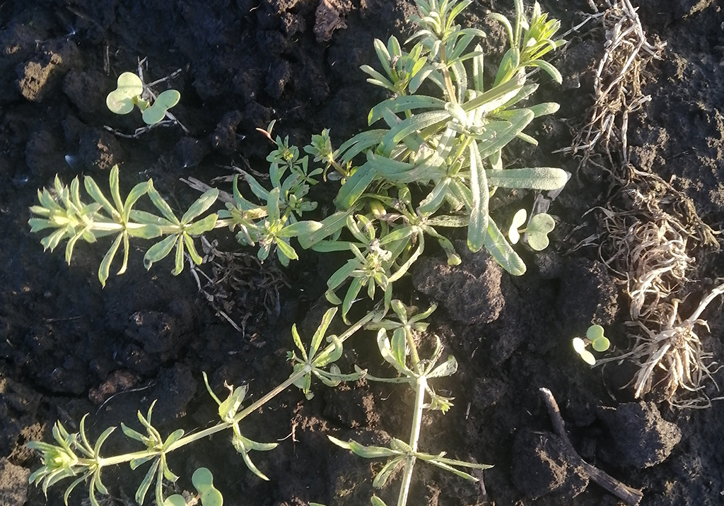 Подмаренник цепкий