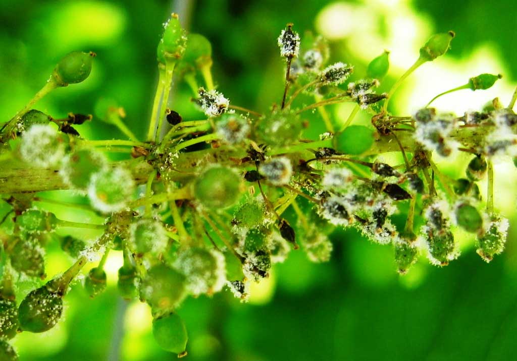 Милдью (ложная мучнистая роса винограда)