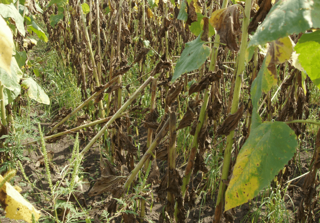 Фомопсис (серая пятнистость стебля)