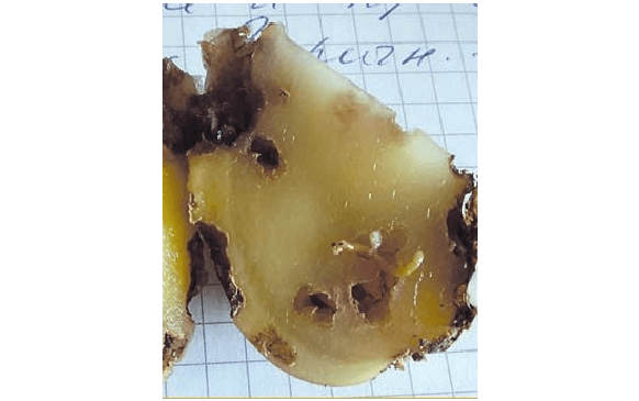 Проволочники (личинки жуков-щелкунов)