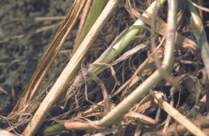 Церкоспореллезная прикорневая гниль