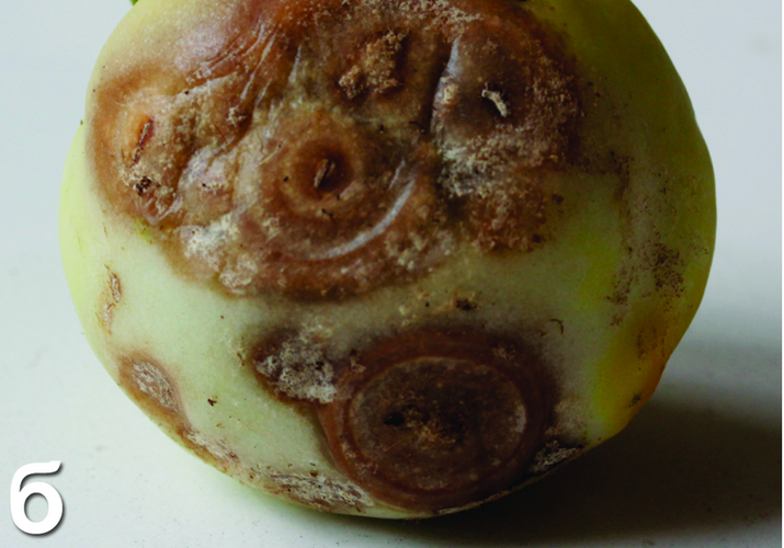 Ризоктониозная гниль плодов томата